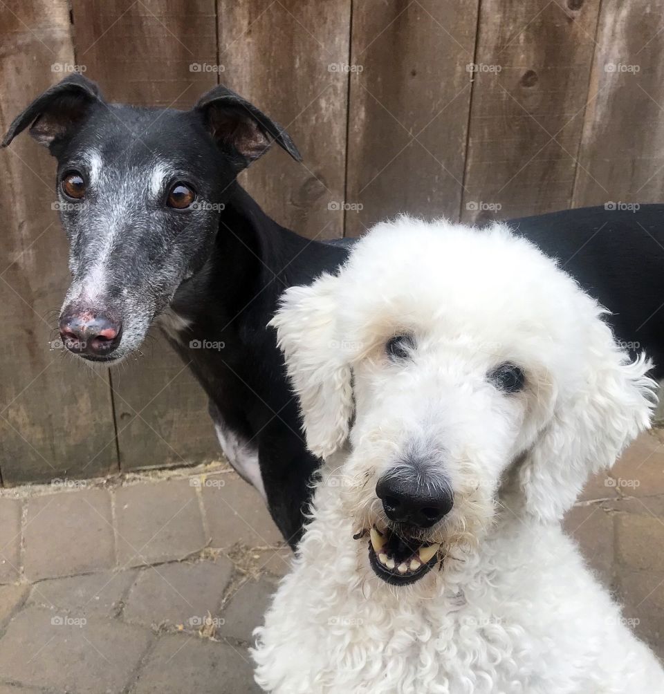 Close-up portrait of a black greyhound and a white poodle 