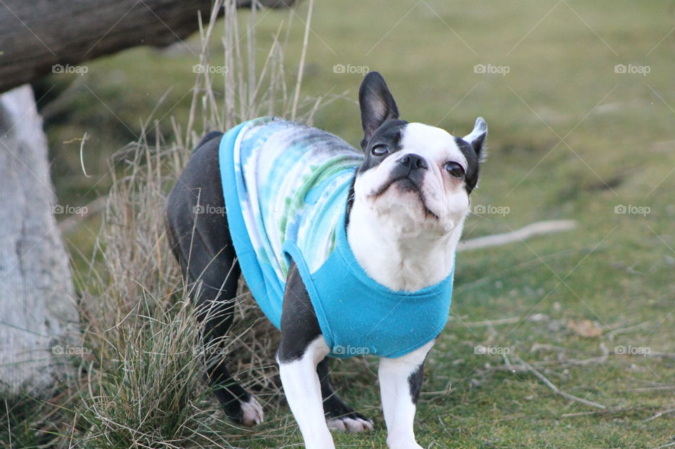 Another day at the beach with pups but this time some beautiful late afternoon winter sun warmed us while we took in the views. My wussy Boston Terriers hate getting cold so they had their shirts on when clambering around on the driftwood. 