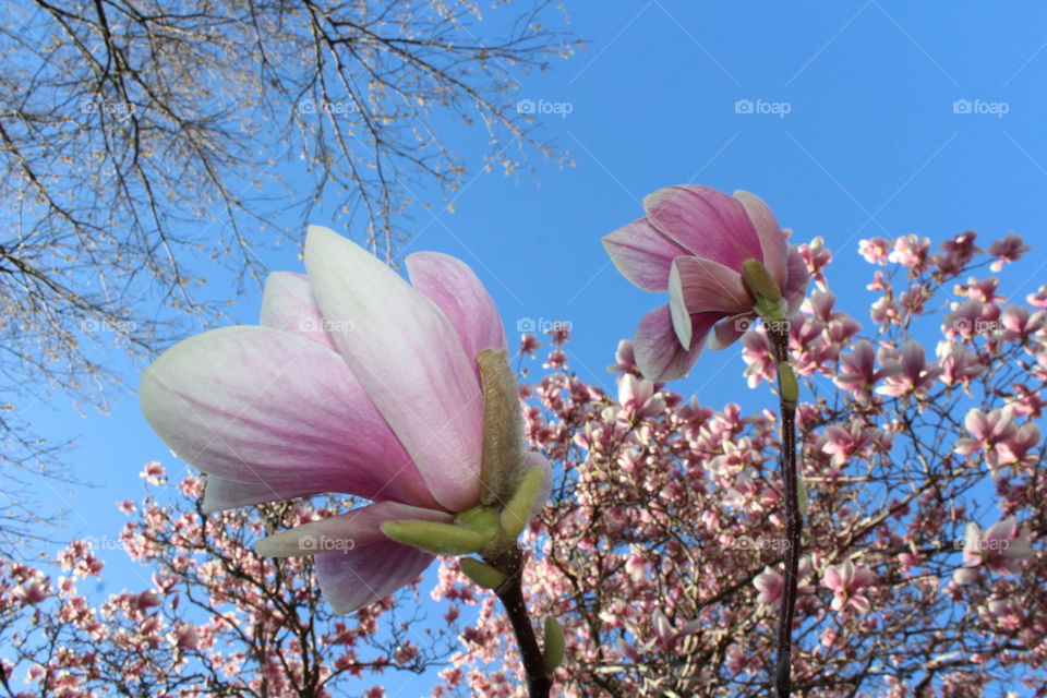 Magnolias with tree and bright blue sky 