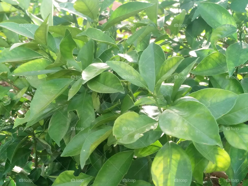 green plants