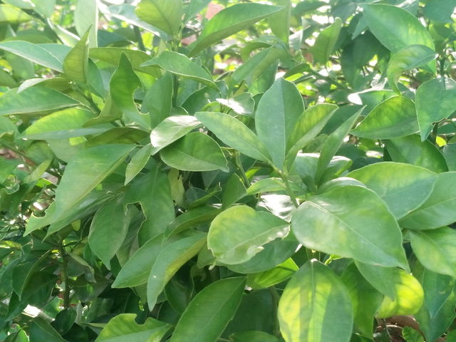 green plants