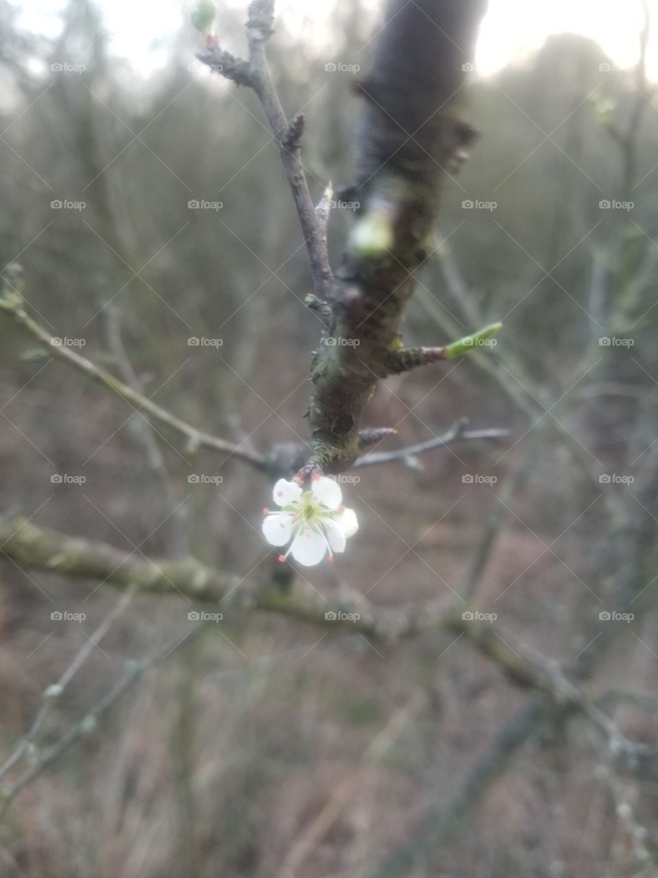 The very first flower of spring is a magical thing. This blossom is on a Chickasaw plum tree (Prunus angustifolia).