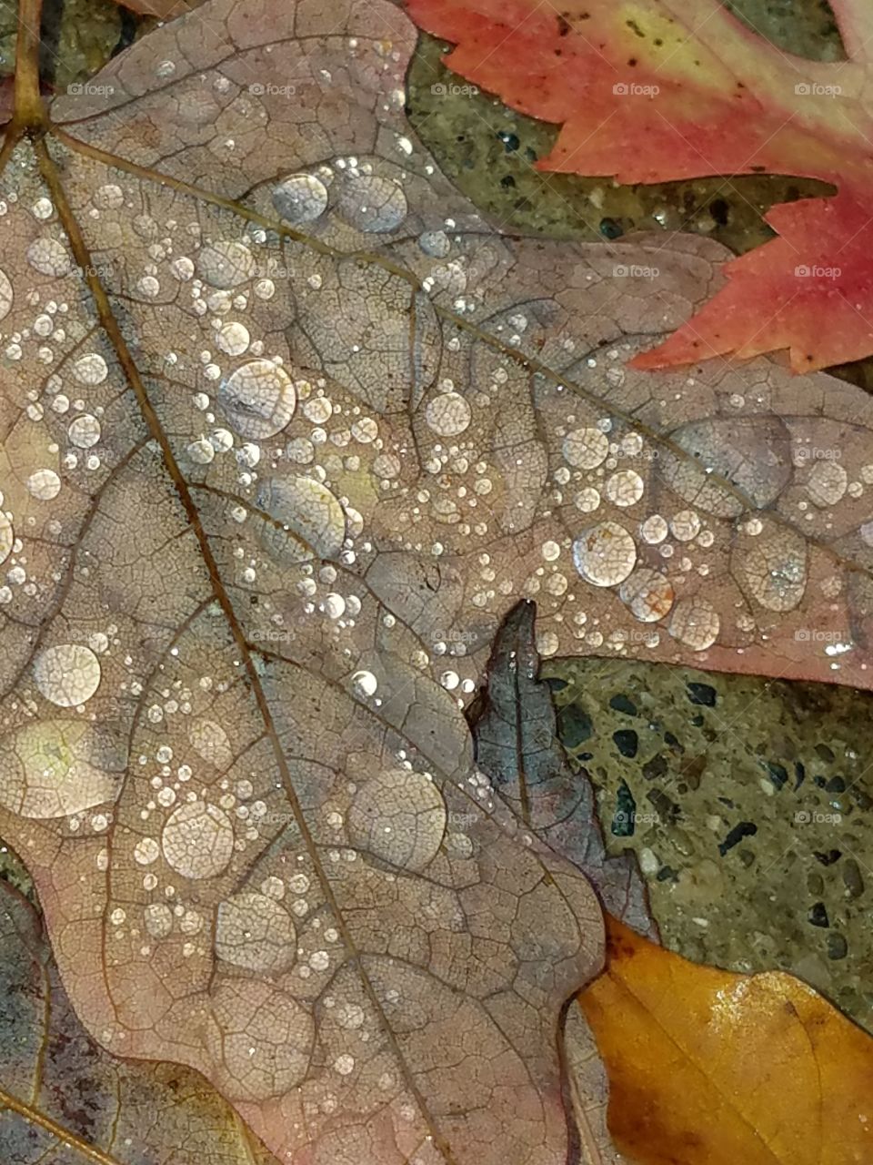 water drops on autumn leaves