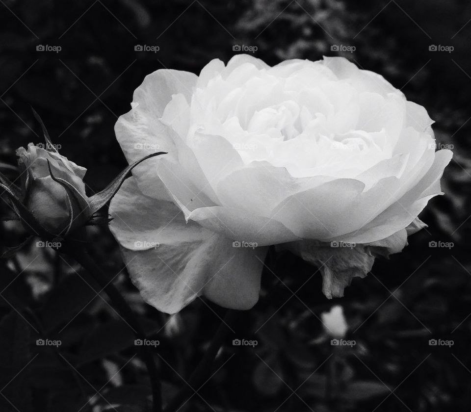 White rose in black and white