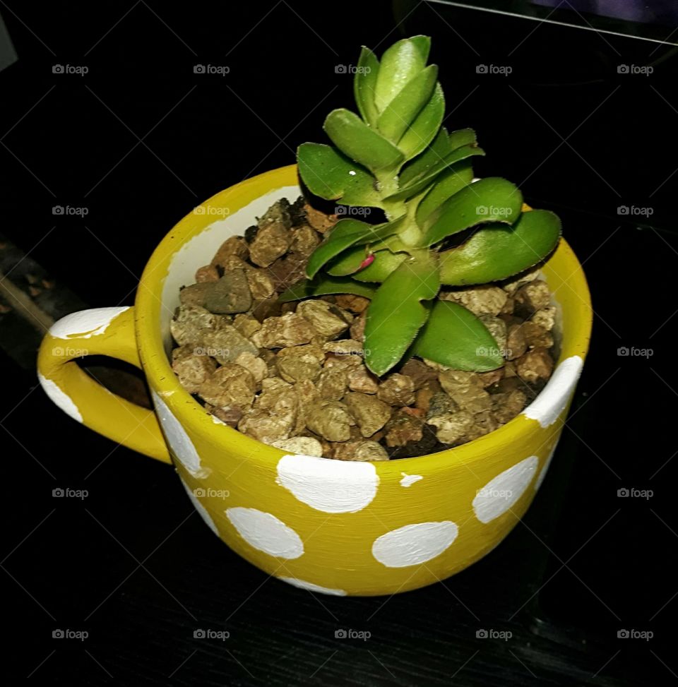 Yellow Plant in a Cup
