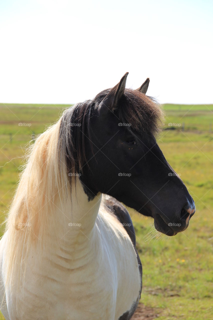 Horse in Iceland