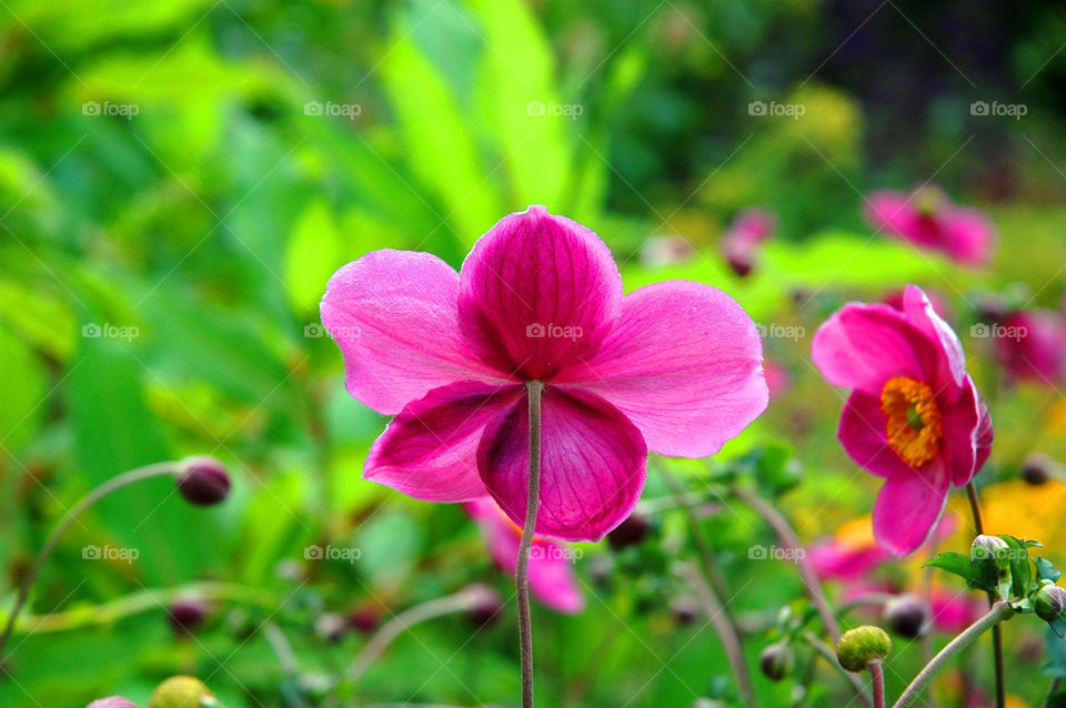 Pink Flower