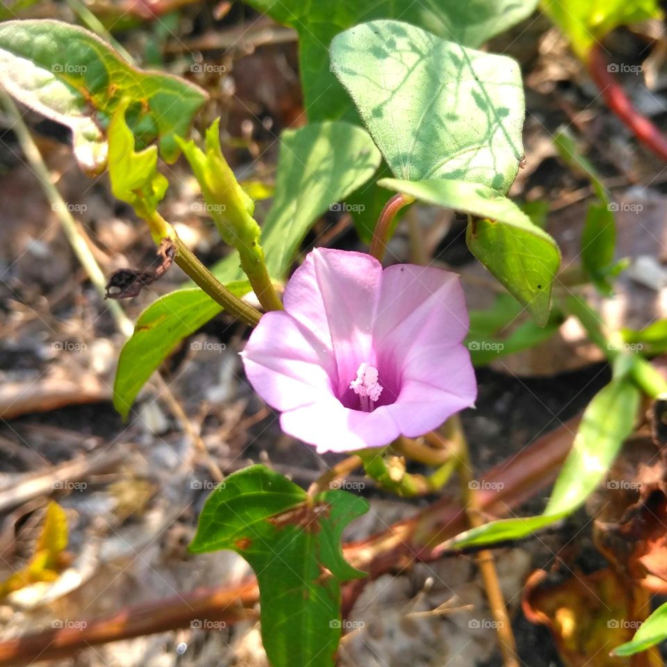 Purchase flower on the garden