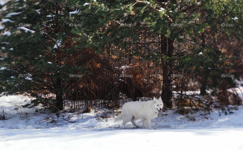 White dog in the snow