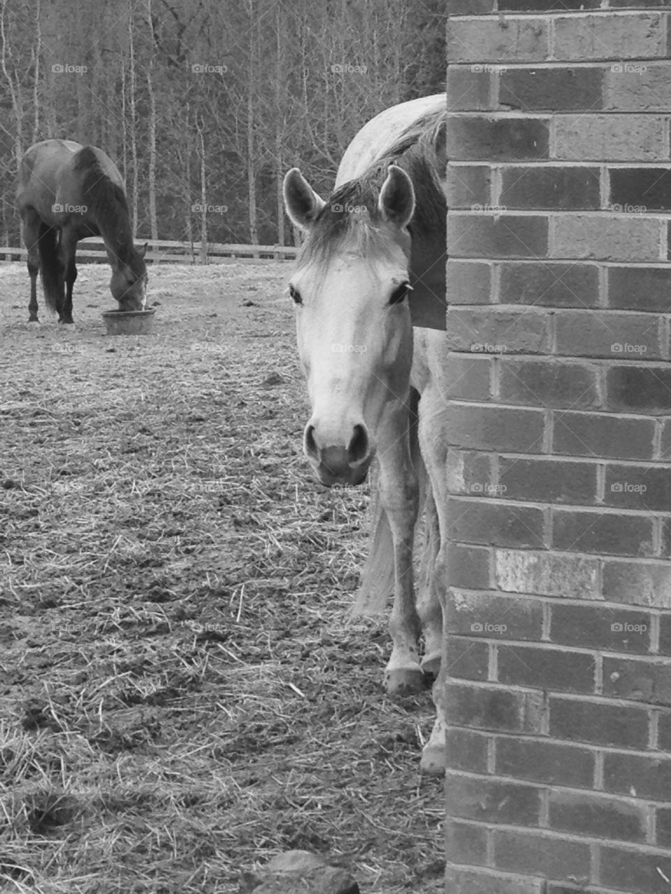 Peeking pony