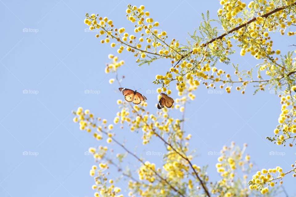 Beautiful African Monarch butterfly, with yellow blooming thorn tree. 