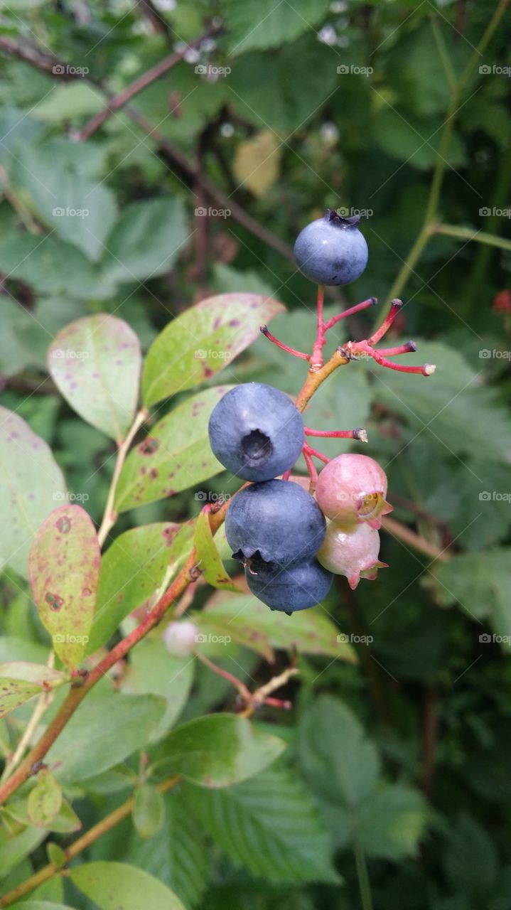 Close-up of blueberry plant