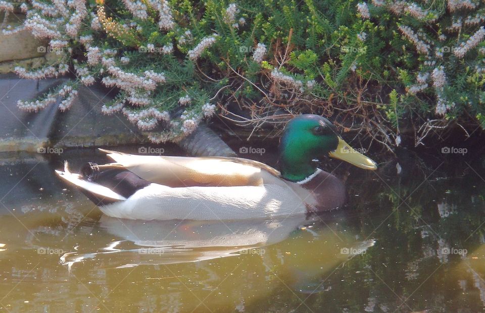 Mallard 