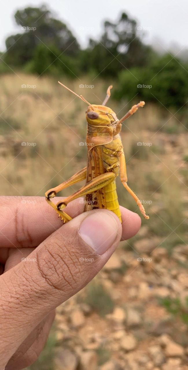 Nice grasshopper