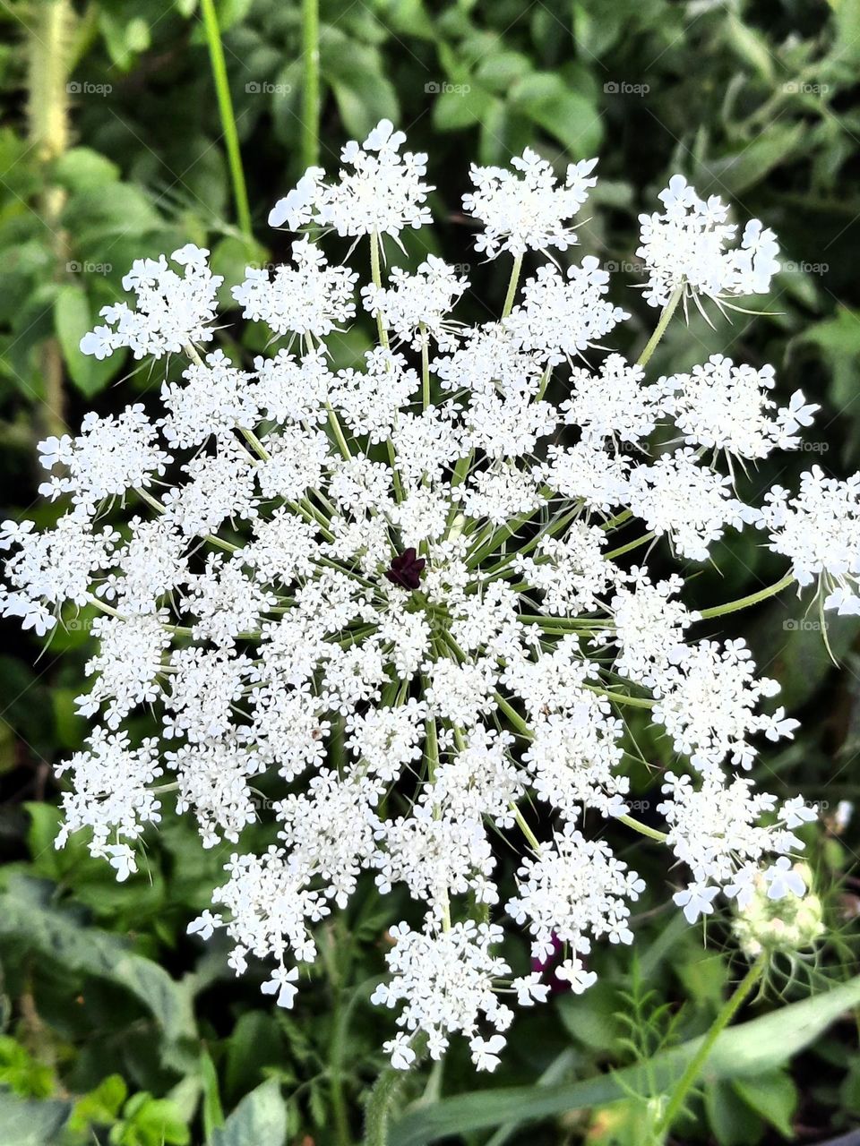 lace like meadow flowers