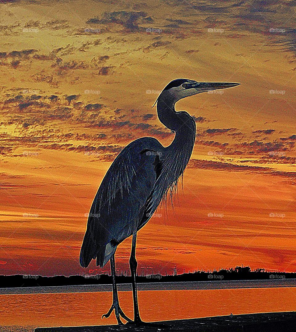 Sunrise, sunset and the moon - A Great Blue Heron poses in the magnificent multicolored sunset 