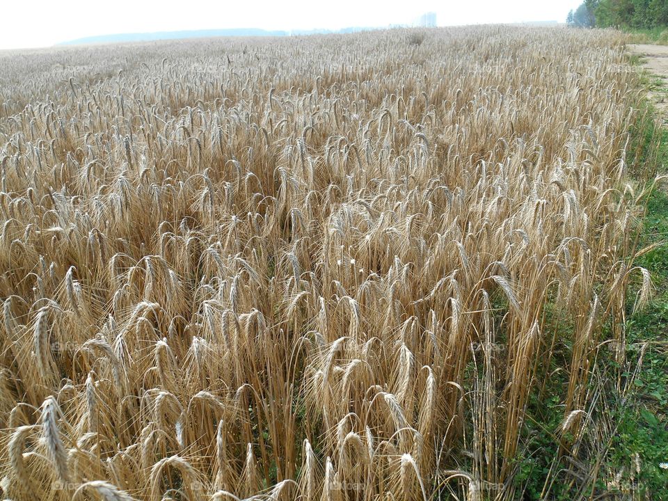 Wheat, Cereal, Rural, Pasture, Straw