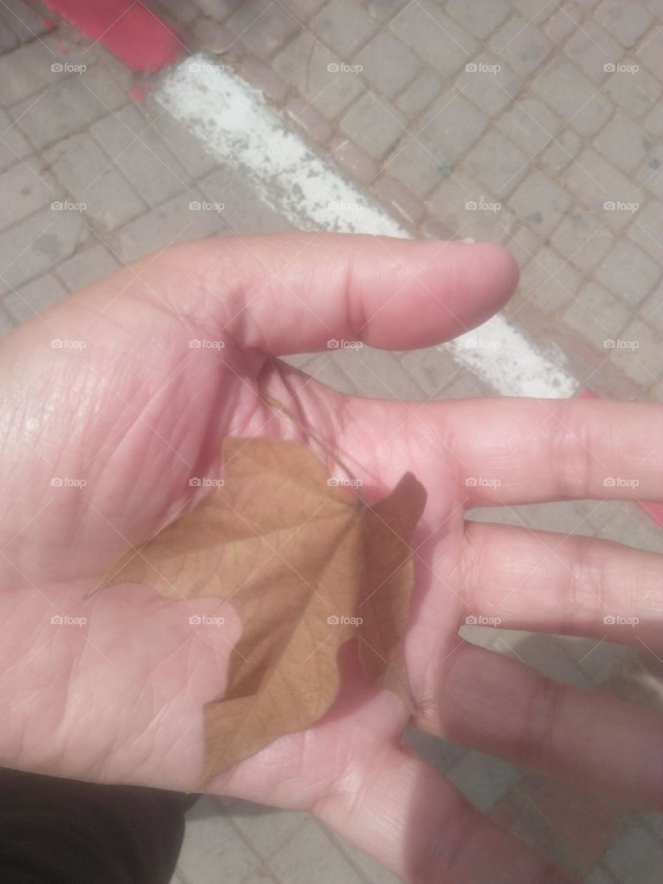 Dead leaf on my hand.