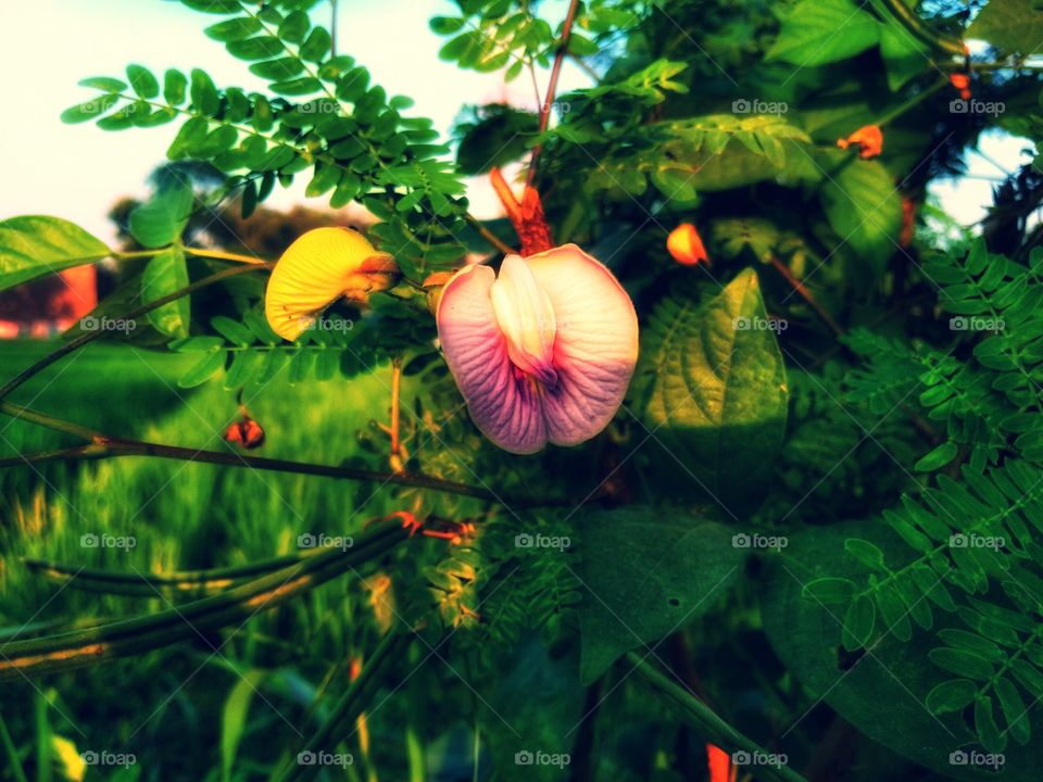 Flowers bloom in summer