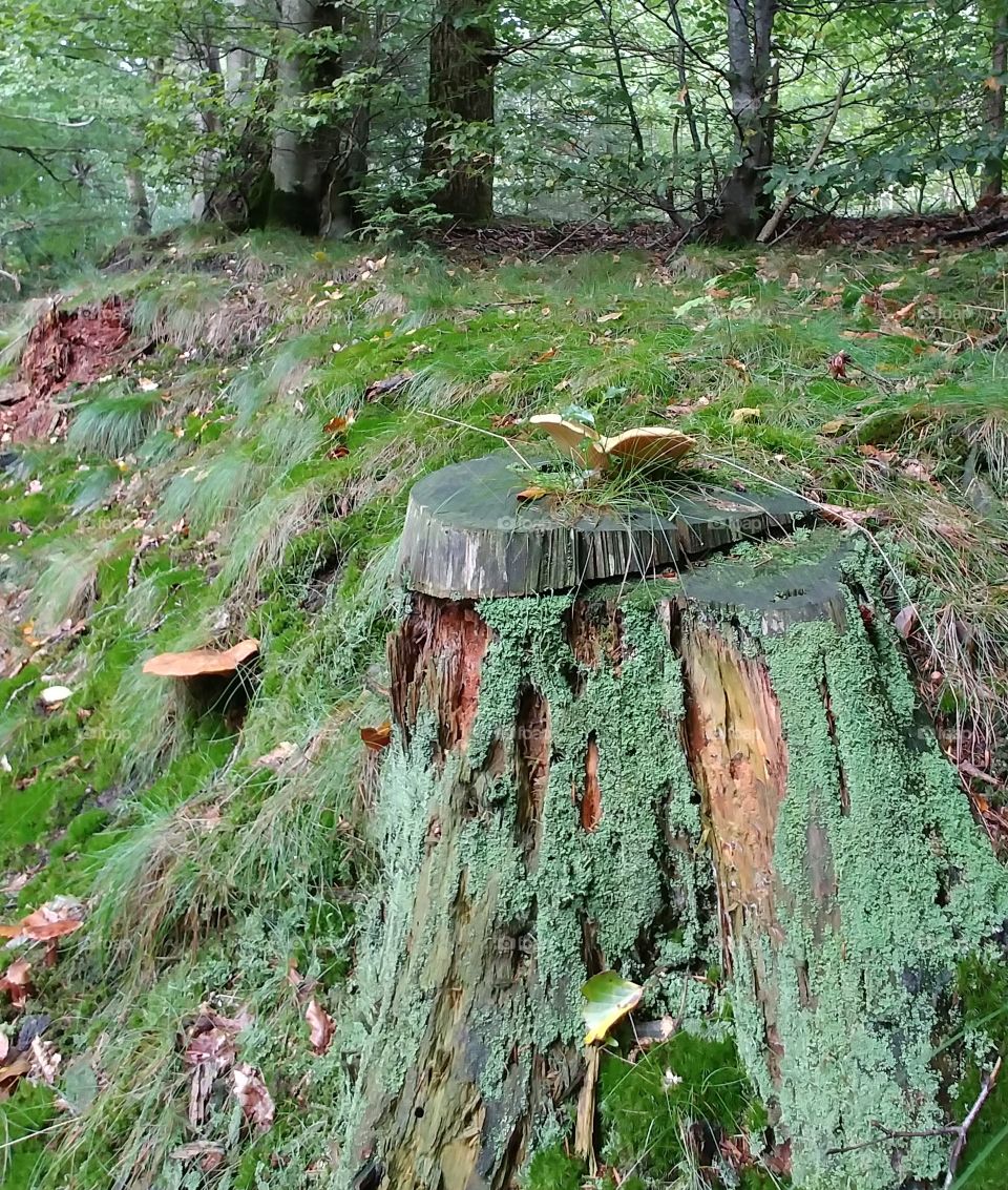 mushroom üilze wald forst tree bäume baum green grün sammeln walk. ruhe natur