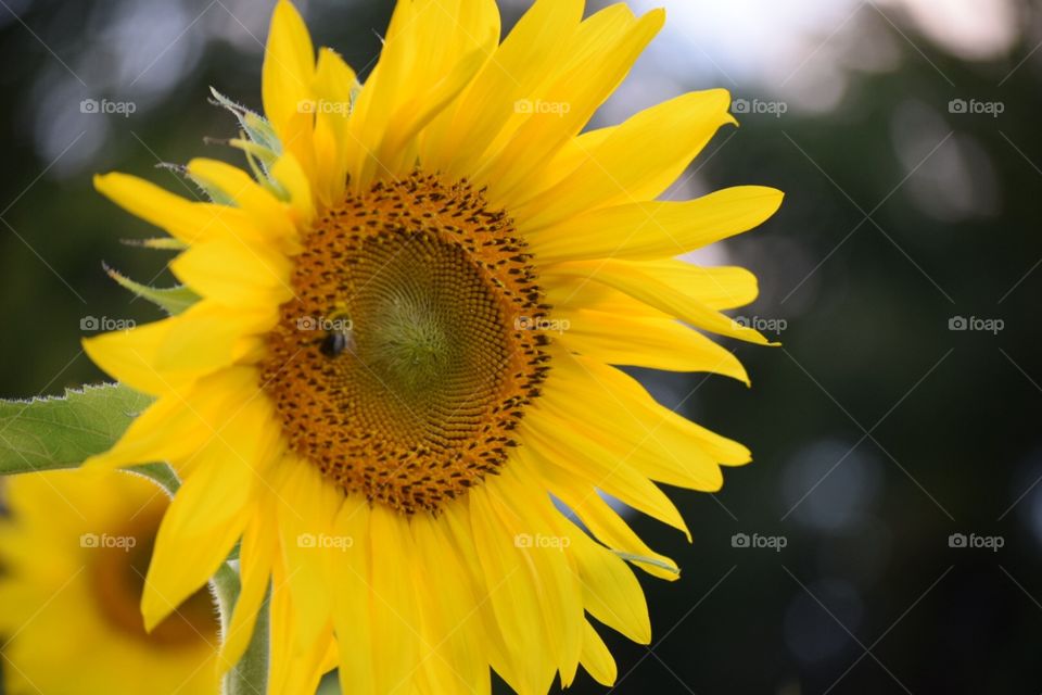 Sunflower 