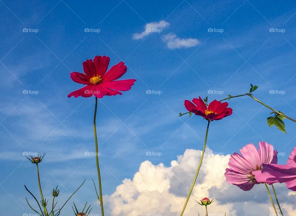 Colorful flower and blue sky 