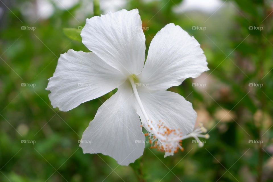 white hibiscus flowers and pollen green leaf background