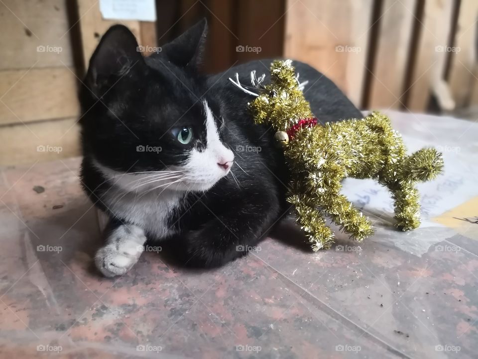 Our cat also want to celebrate Christmas.. Waiting for Santa to give Christmas Gift