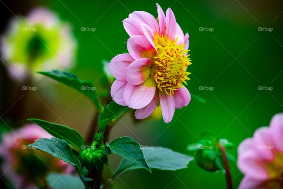 Close up view of a pink blooming dahlia in the garden