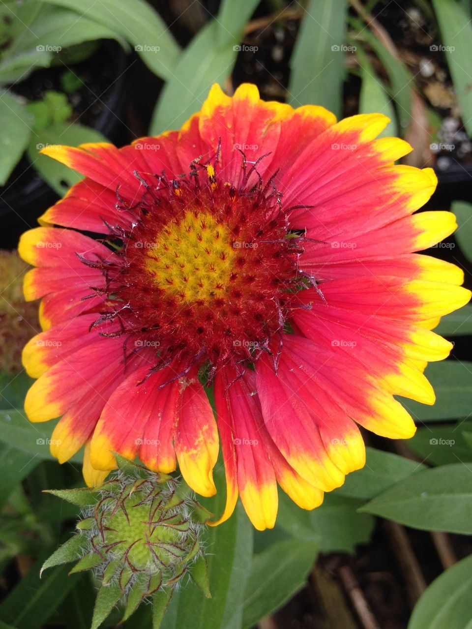 Elevated view of gerbera daisy