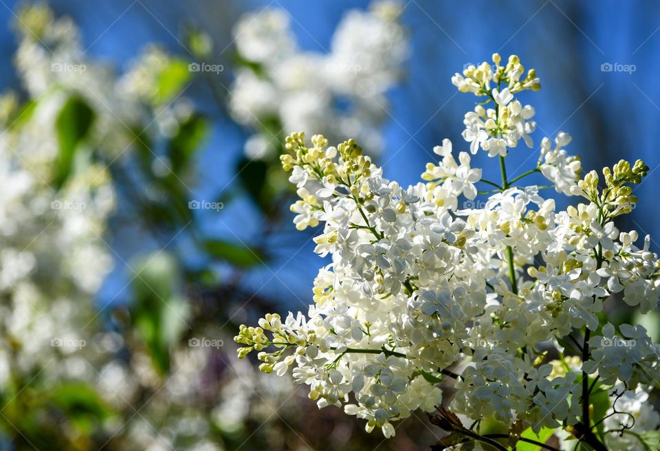 Lilac blossom