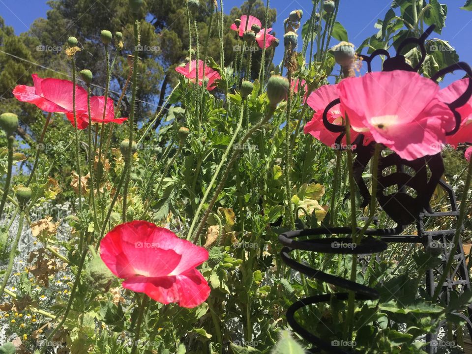 Looking up to the Poppies