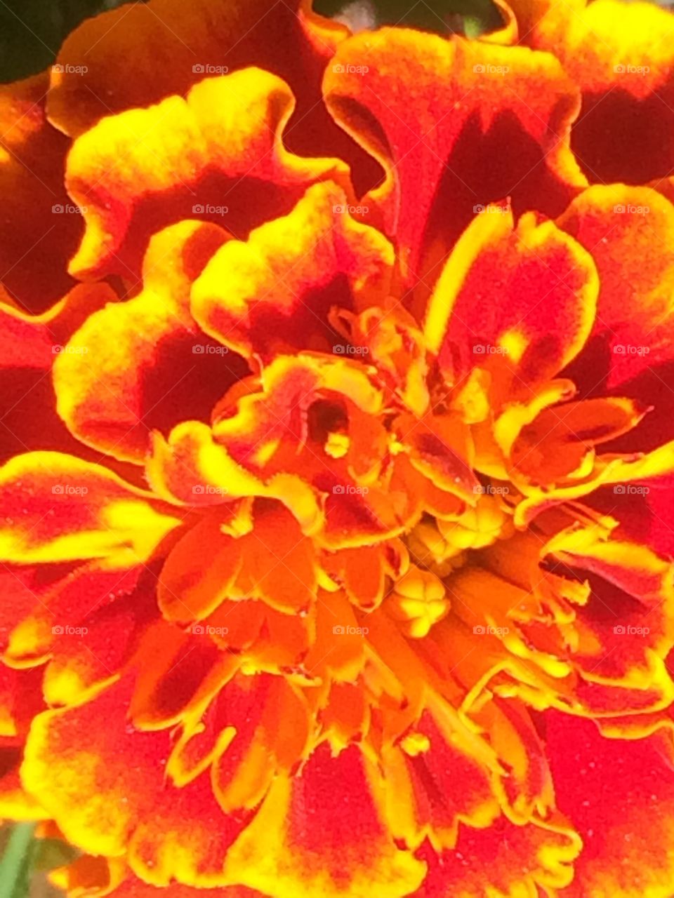 Marigold pattern