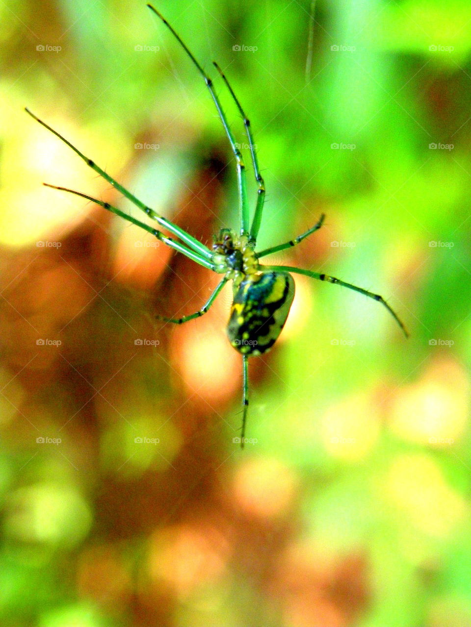 Tiny Spider. Backyard spider, Williamsburg Virginia