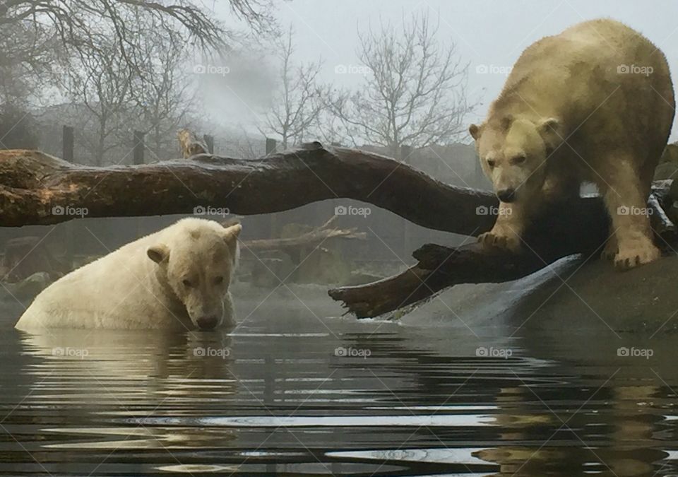 Two icebears