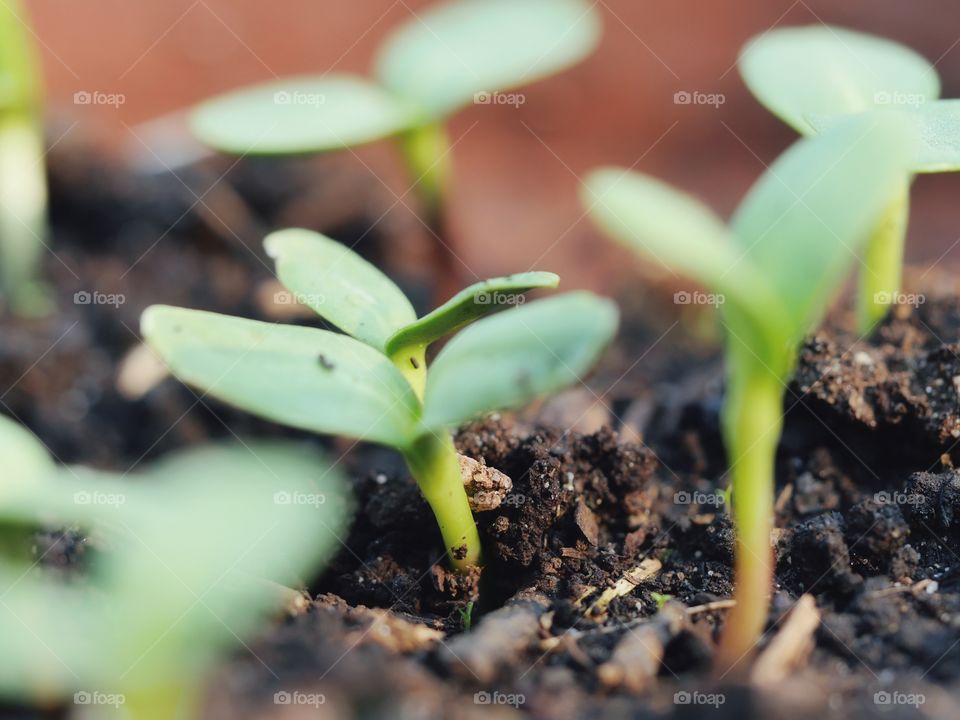 Close up of sunflower seedlings