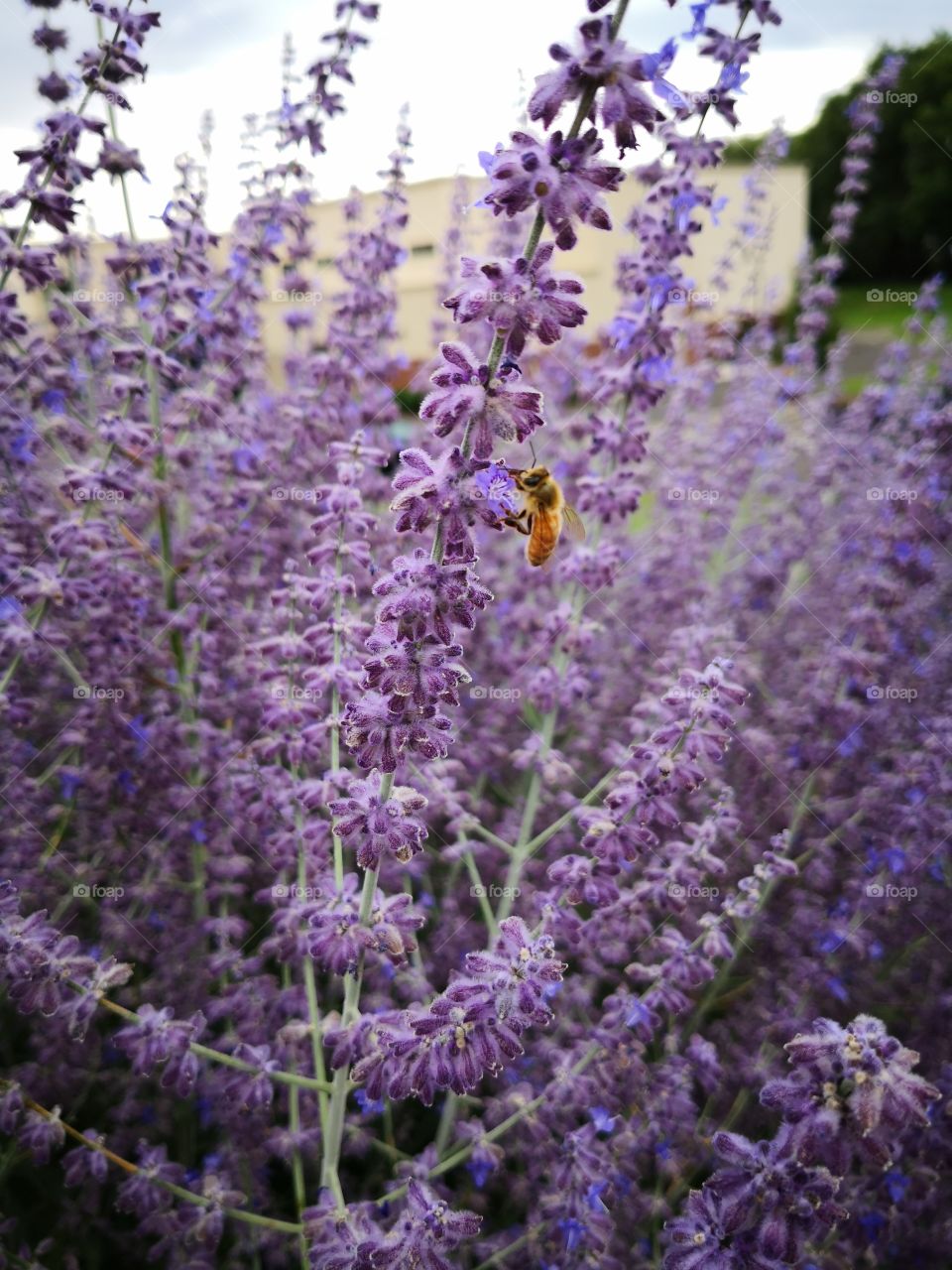 purple flowers, bee working