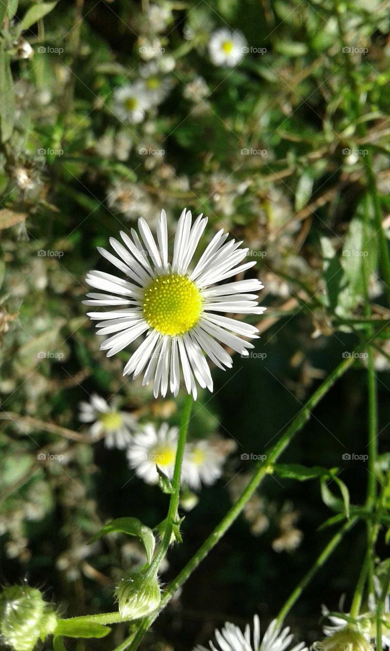 Wildflowers