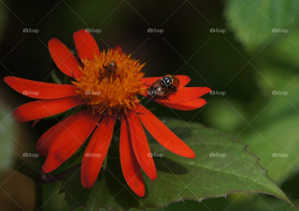 The Ladybug Jiggy