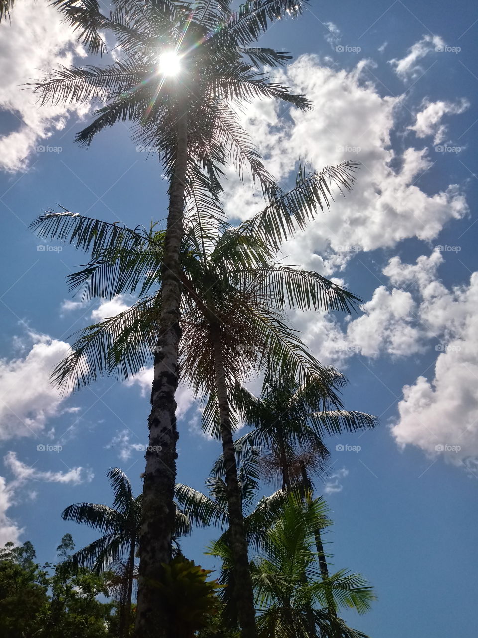 PLANT, GARDEN, LEAVES, LANDSCHAFT, PFLANZENWELT, ENVIRONMENT.