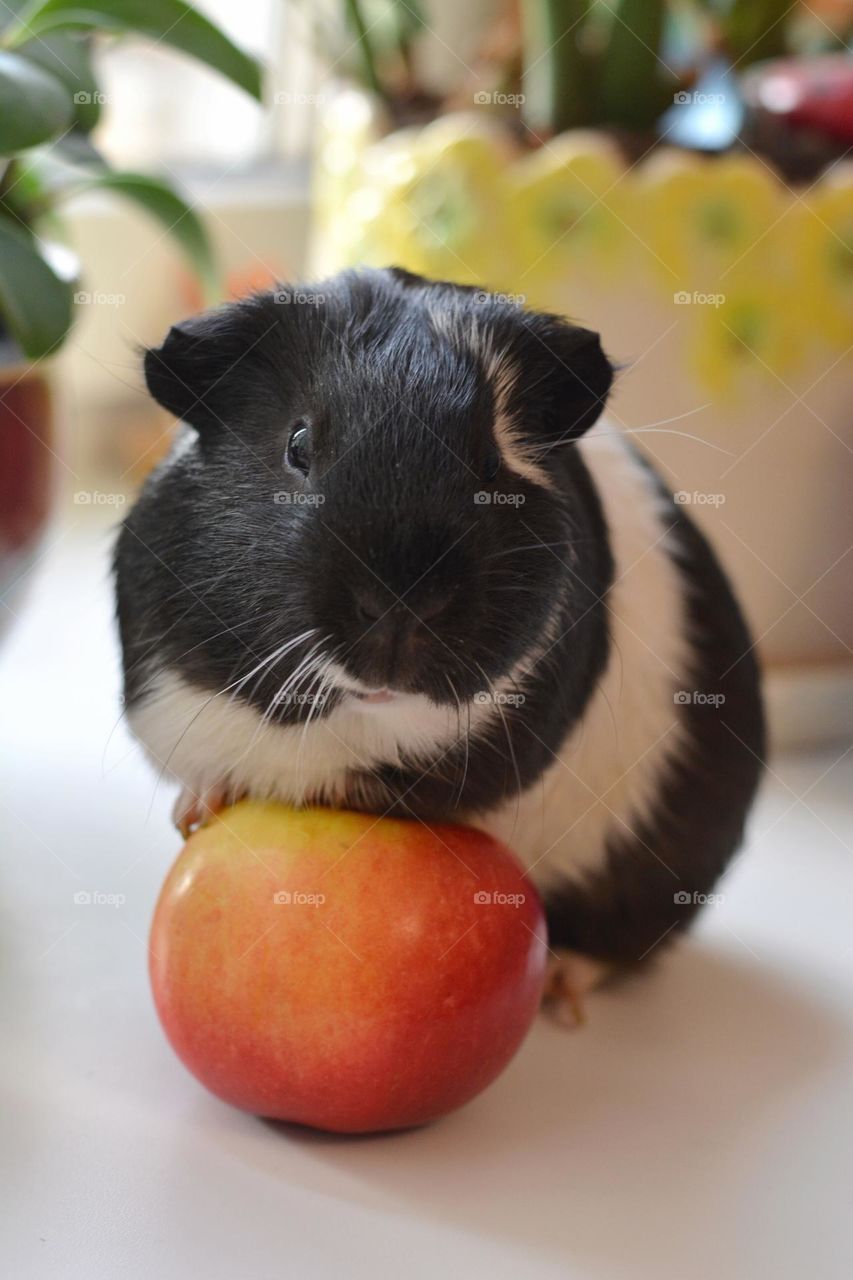 Guinea pig pet with red apple beautiful portrait home