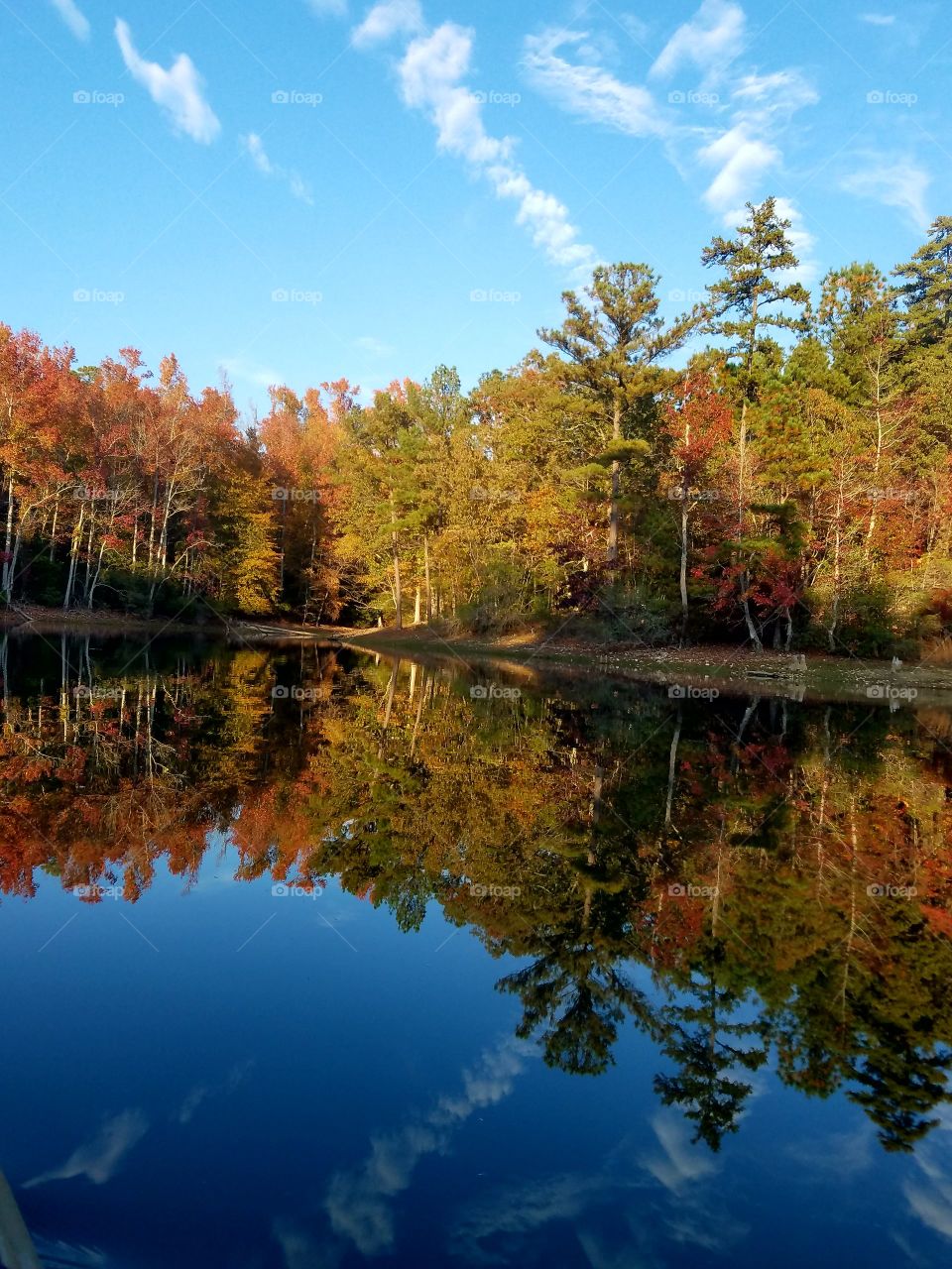 trees and sky reflecting on lake.