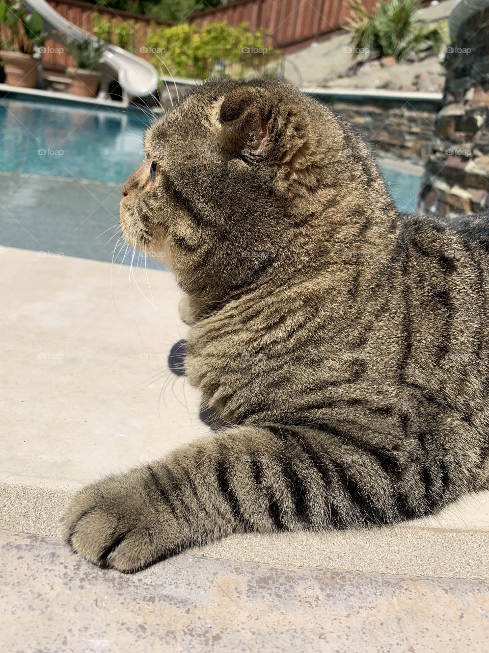 Our Tiger cat by our pool