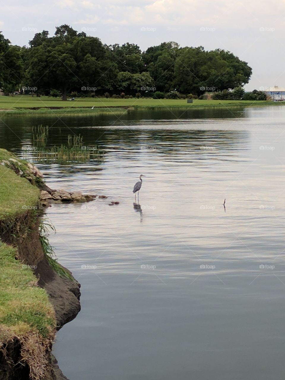crane on the lake
