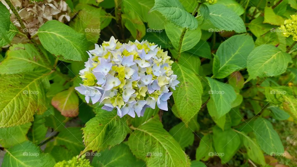 Summer Garden starting to bloom, blue