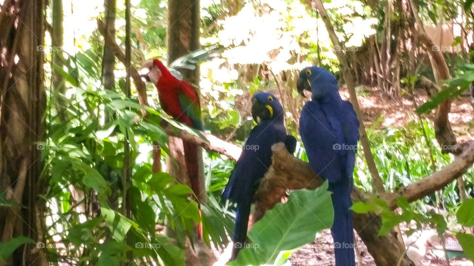 Bird, Wildlife, Tropical, Parrot, Nature