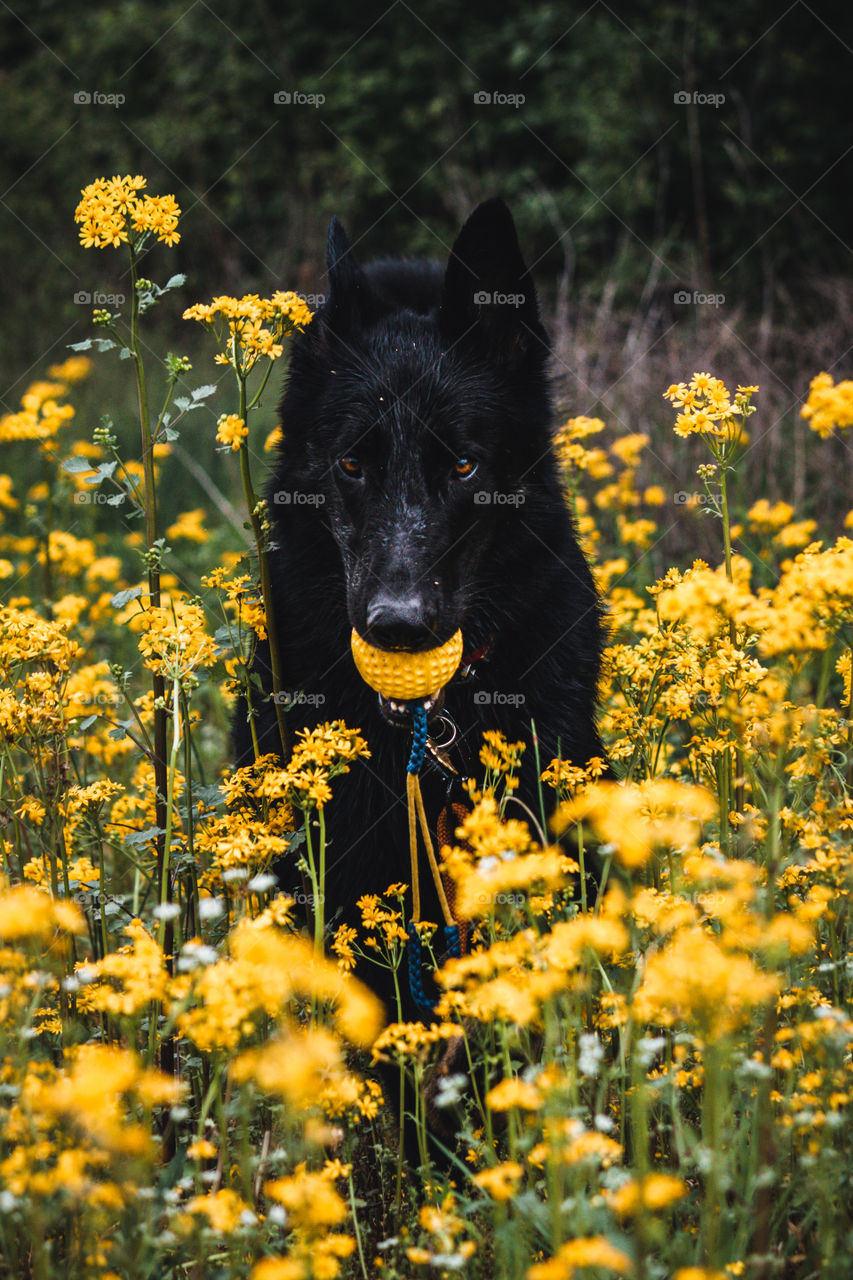 Dog in Flowers