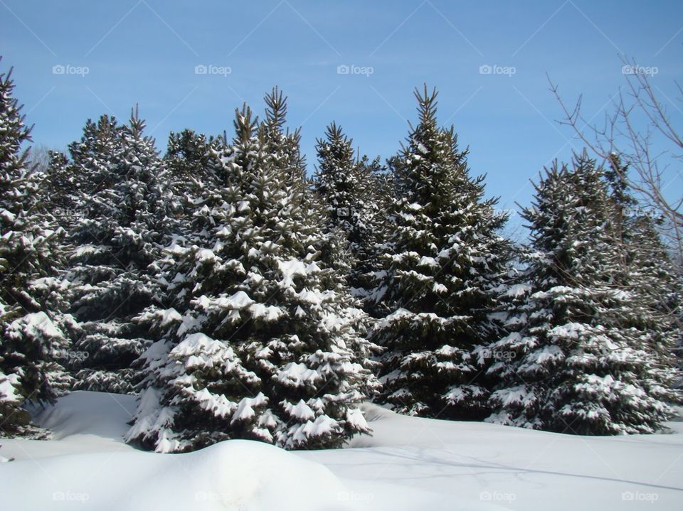 Snow pines 