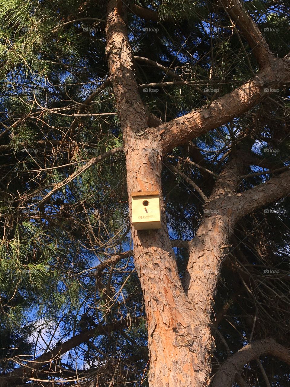 Pine tree with wooden house for birds