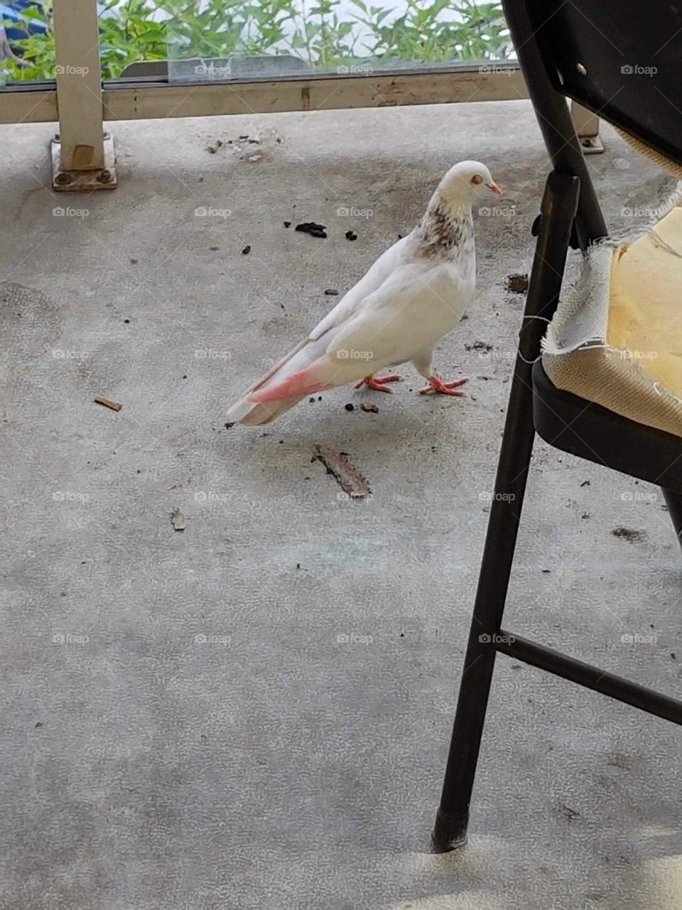 intruder, dove, pigeon, white bird, inside, home, mess,